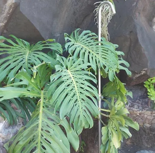 Castelo Do Mar, Madeira Tabua (Madeira)